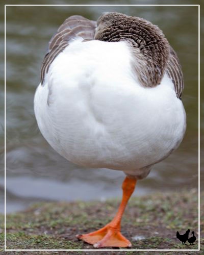 Collection 102+ Images why does a goose stand on one leg Stunning