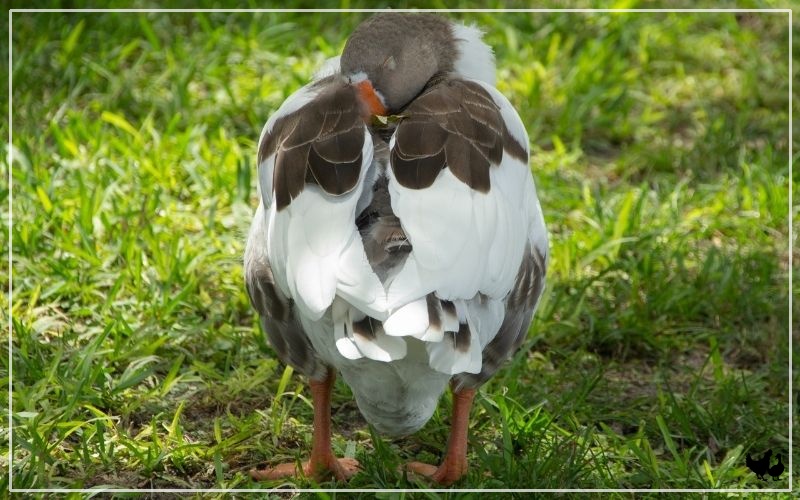 Where Do Geese Sleep? LearnPoultry