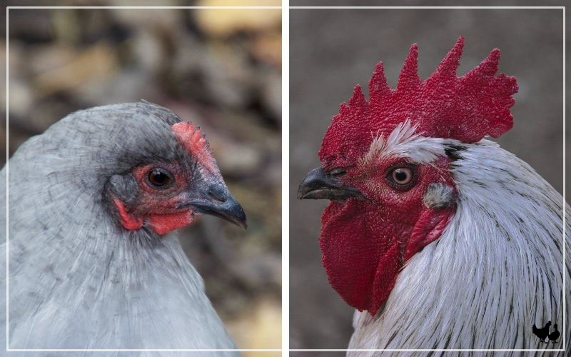 Green-Legged Partridge Chicken