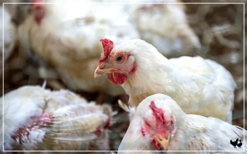 Avian Flu Symptoms in Chickens LearnPoultry