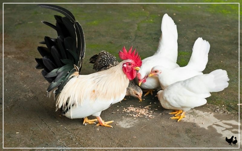 black tail buff japanese bantam