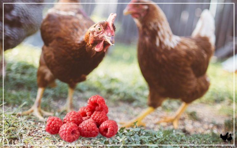 Can Chickens Eat Raspberries? - LearnPoultry