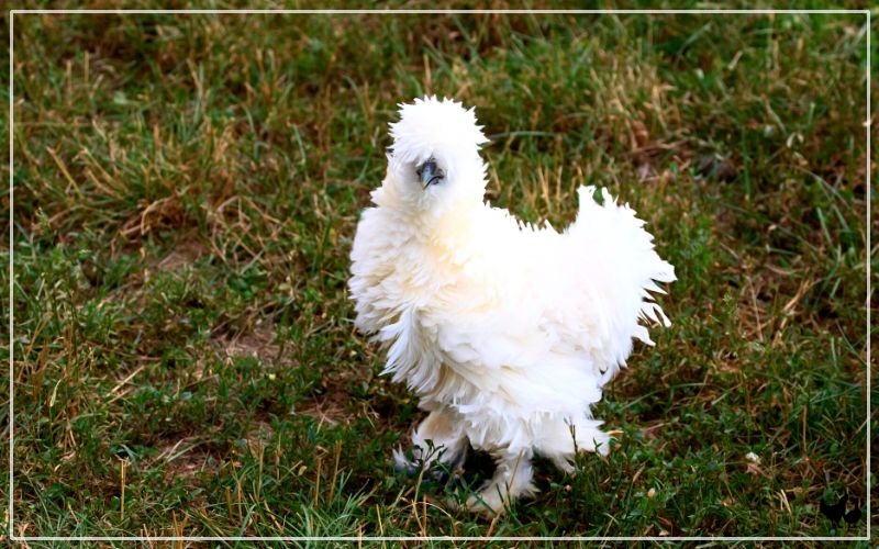 10+ Fluffy Chicken Breeds