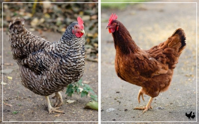 Rhode Island Red Chicken Images – Browse 1,287 Stock, 49% OFF