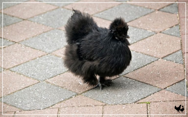 10 Bantam Chicken Breeds (With Pictures) - LearnPoultry