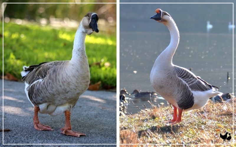 white chinese goose baby