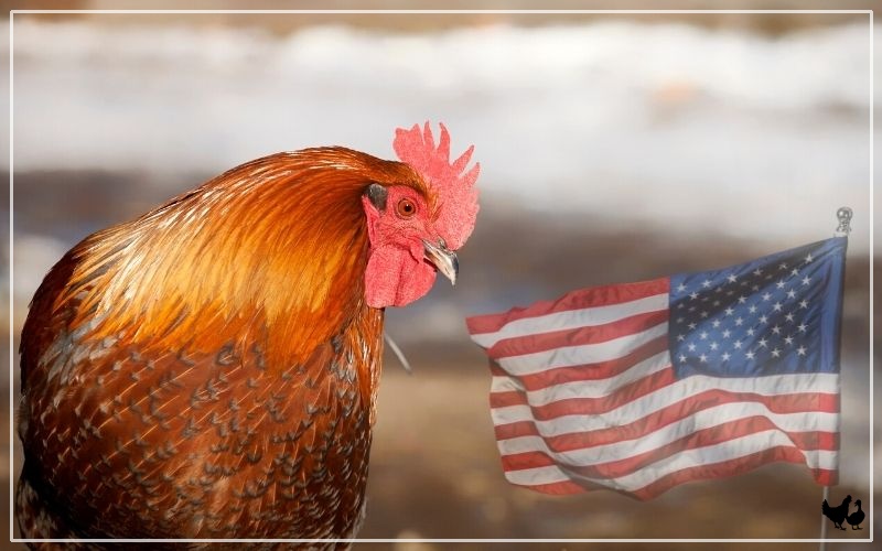 10 American Chicken Breeds LearnPoultry   American Chicken Breeds 