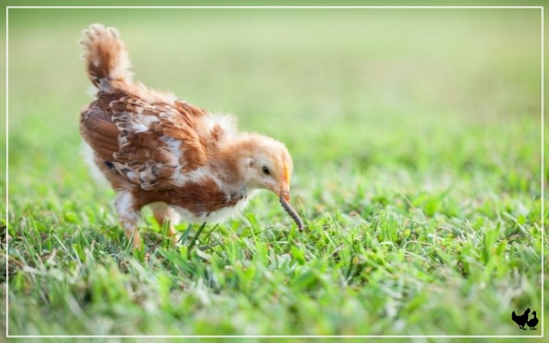 Chicken Breeds That Lay The Largest Brown Eggs Learnpoultry