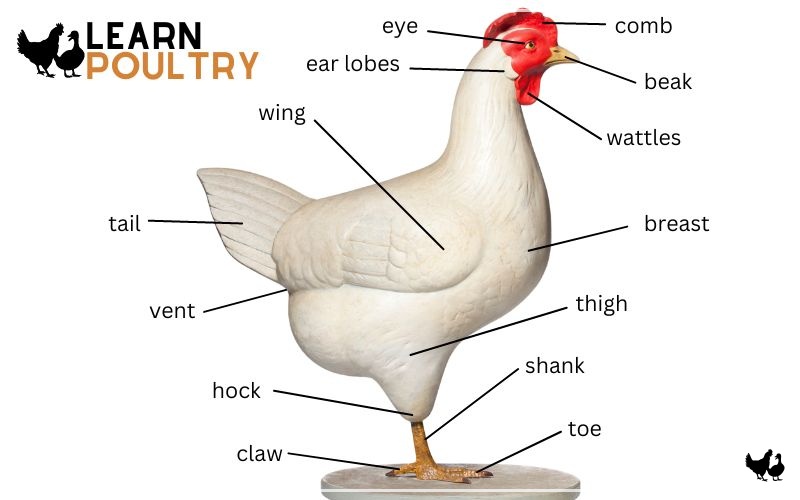 Chicken Anatomy The Complete Guide LearnPoultry