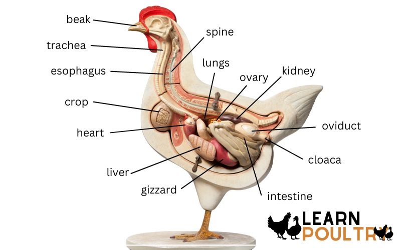 Chicken Anatomy The Complete Guide Learnpoultry