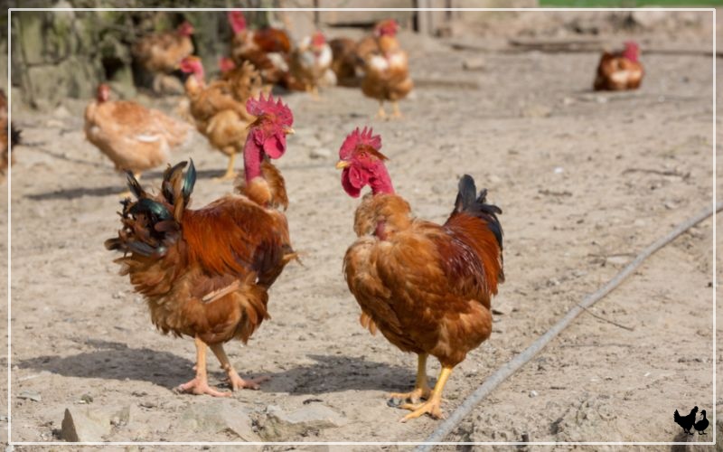 The Livestock Conservancy - Jersey Giants are dual purpose chickens, but  excel as a meat bird with their great body size. This aptly named breed is  the largest purebred chicken, weighing between