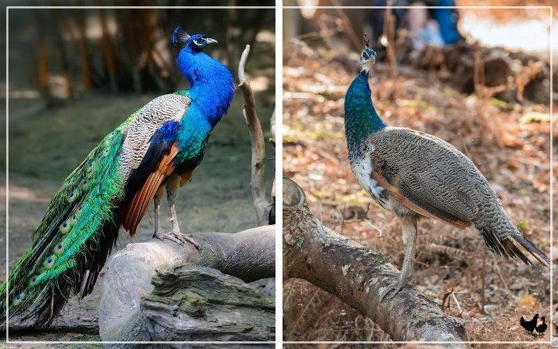 female peacock