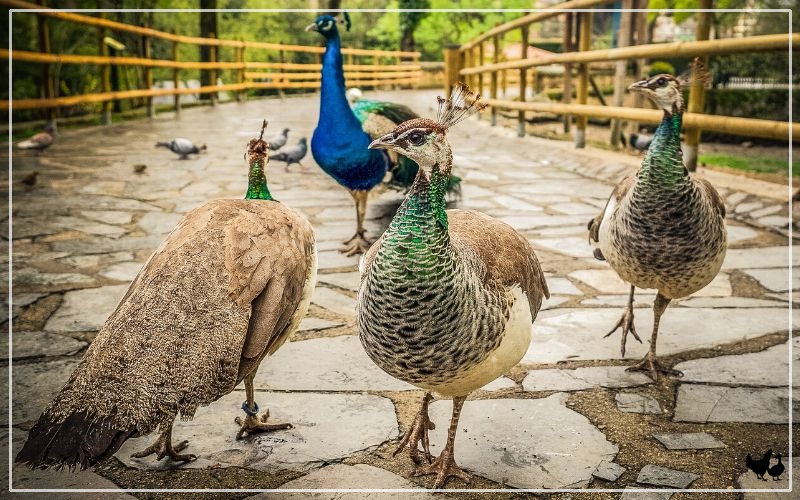 are peacocks considered poultry