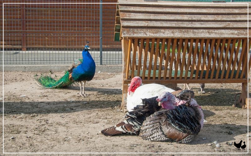 turkey peacock hybrid