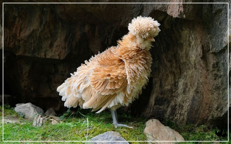 11 Quirky Chicken Breeds & 11 Rare Chicken Breeds