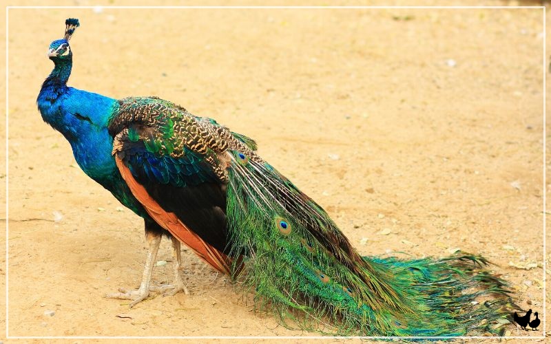 3-different-types-of-peacocks-learnpoultry