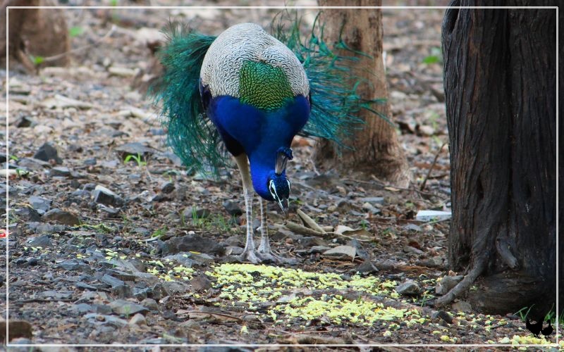 what-do-peacocks-eat-diet-feeding-guide-learnpoultry