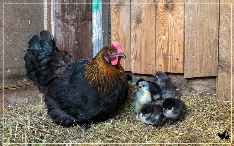 Black Copper Marans Chicken Breed Profile Facts LearnPoultry