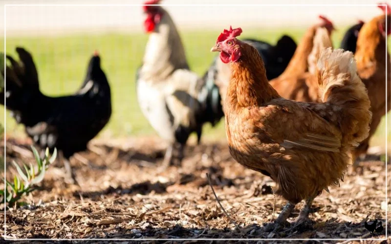 cedar shavings chickens