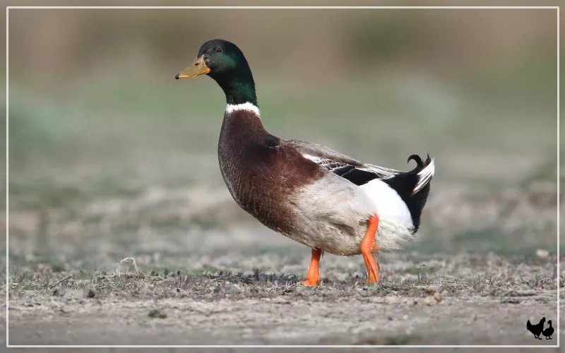 male rouen duck