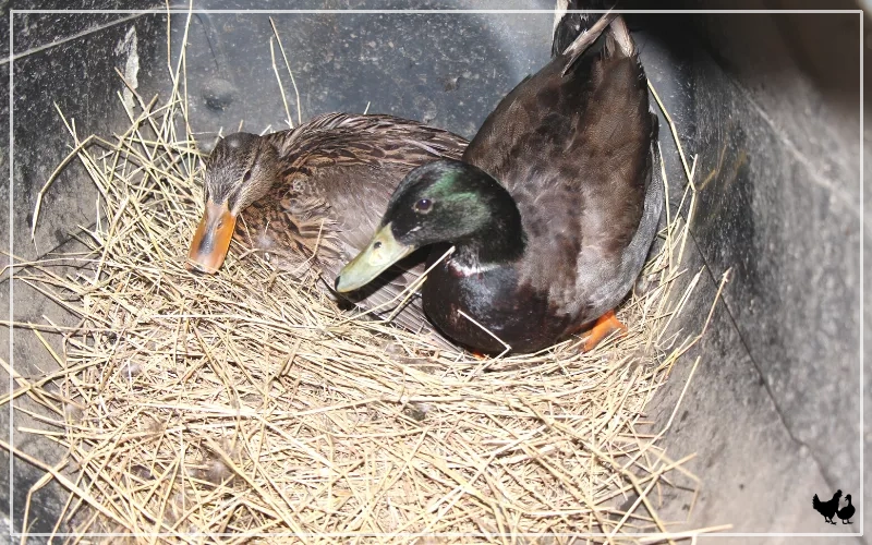 rouen ducks sitting on eggs