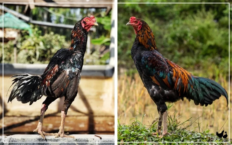 shamo vs malay chicken