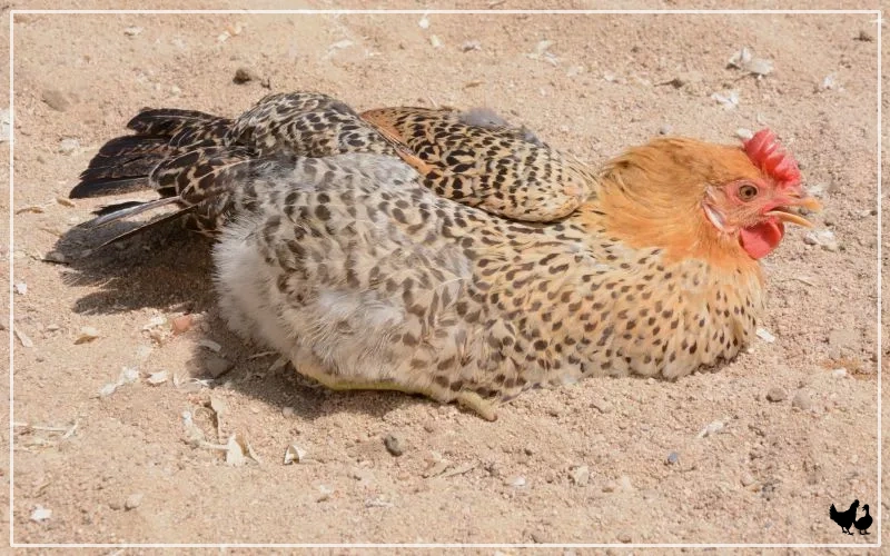 sicilian buttercup chicken