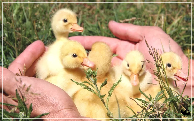 why are ducklings yellow