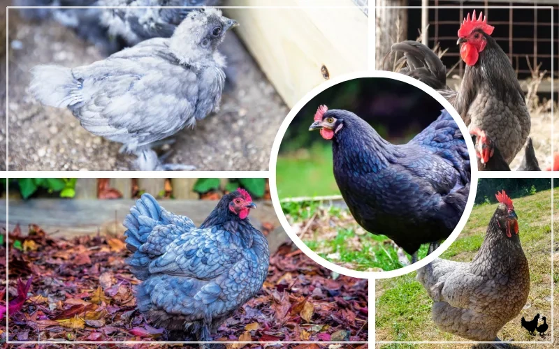 10 Blue Chicken Breeds (With Pictures) - LearnPoultry