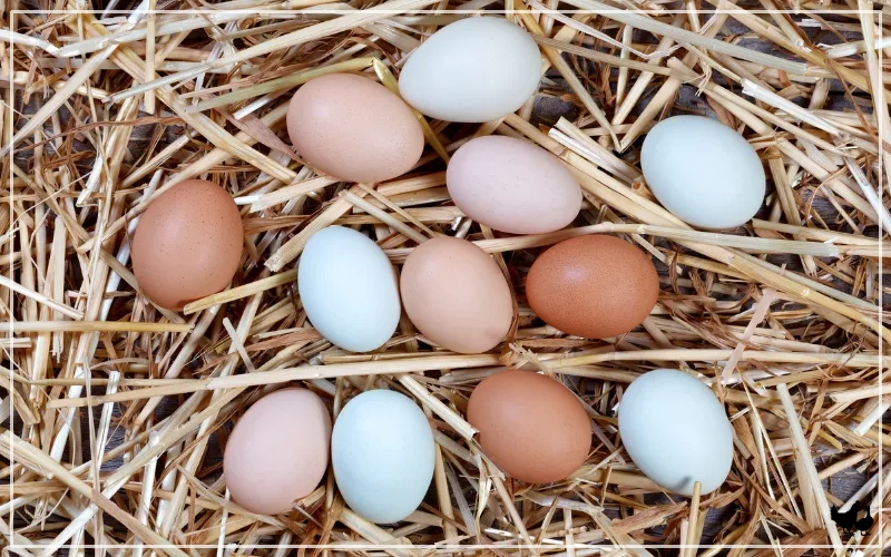 Chicken Egg Shell Color Chart - LearnPoultry