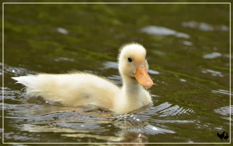 ducklings start swimming