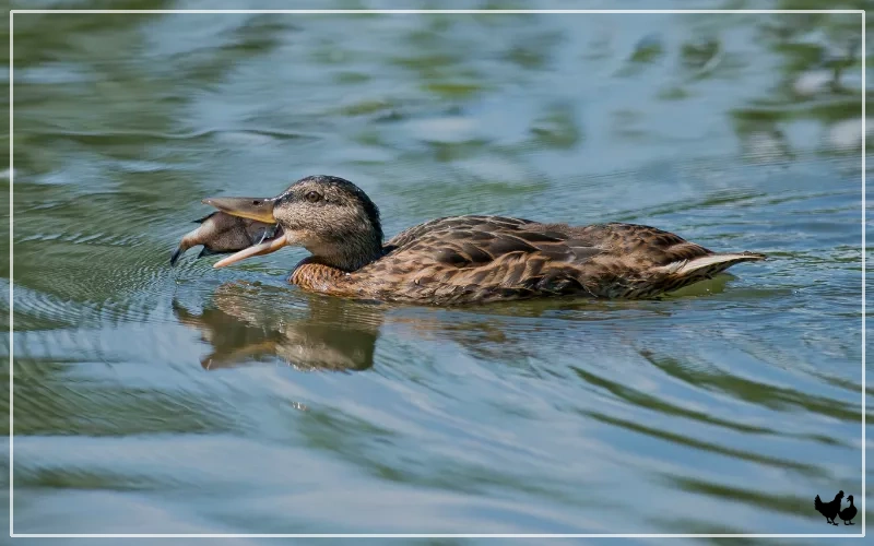 Will Fish Eat This Duck? 