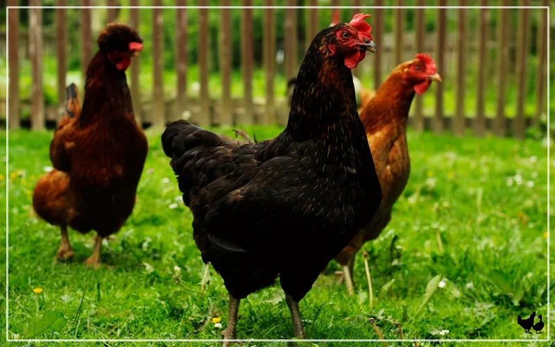 chickens free range diet benefits