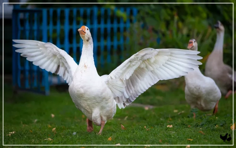 gooses body language